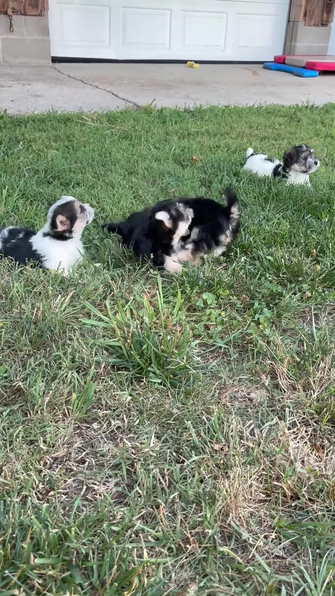 Morkie dogs for sale: Cody - Video 1