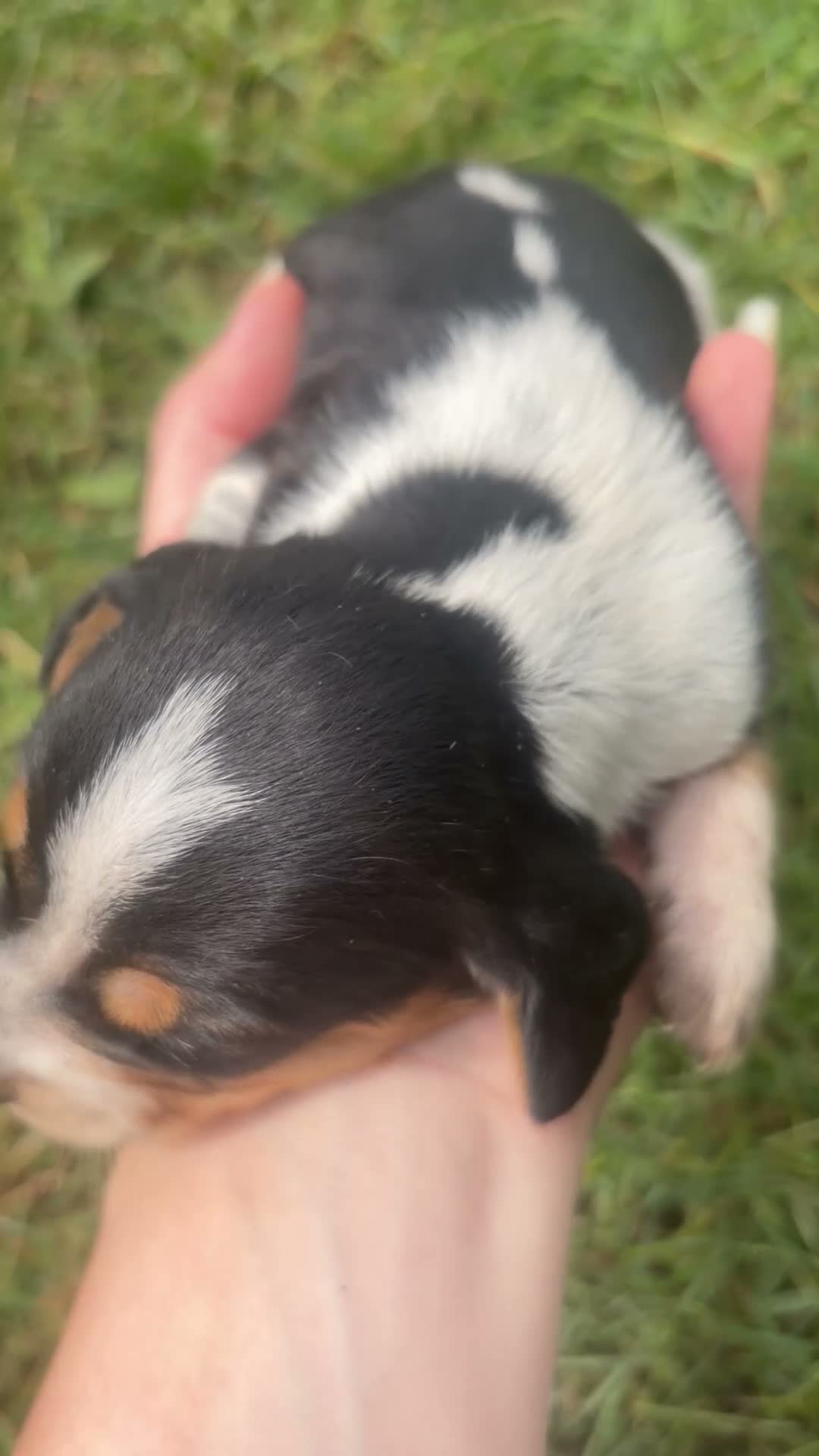 Beagle dogs for sale: Miss violet - Video 1