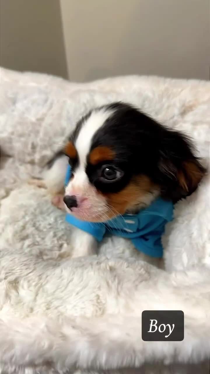 Cavalier King Charles Spaniel dogs for sale: Biscuit - Video 3