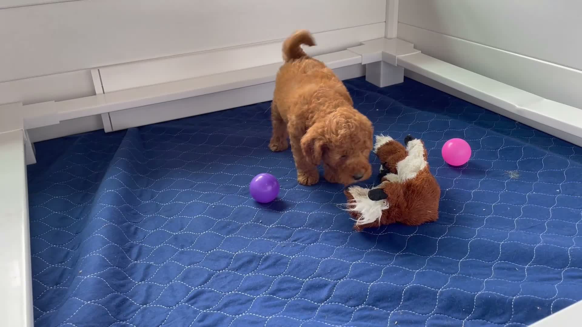Mini Goldendoodle dogs for sale: Mr. Simon - Video 1