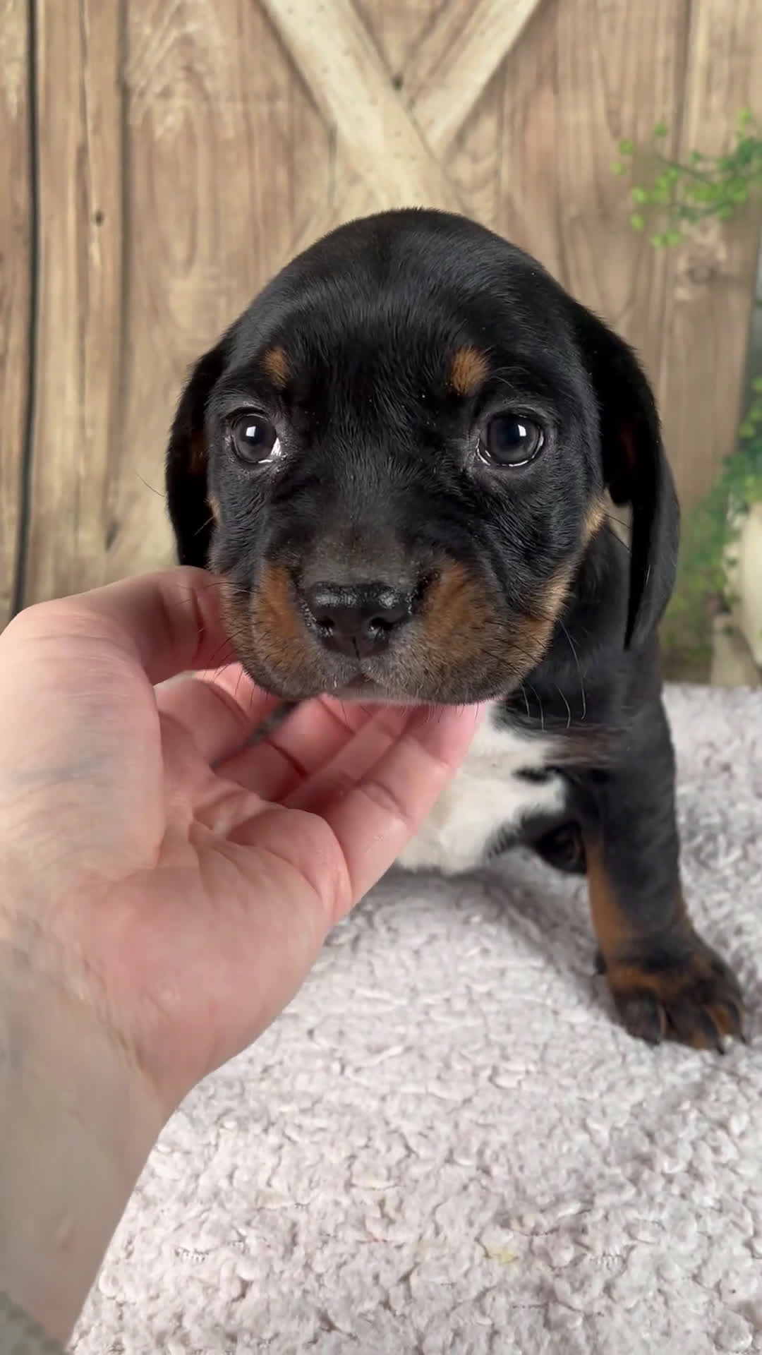 Mixed Breed dogs for sale: Winnie - Video 1