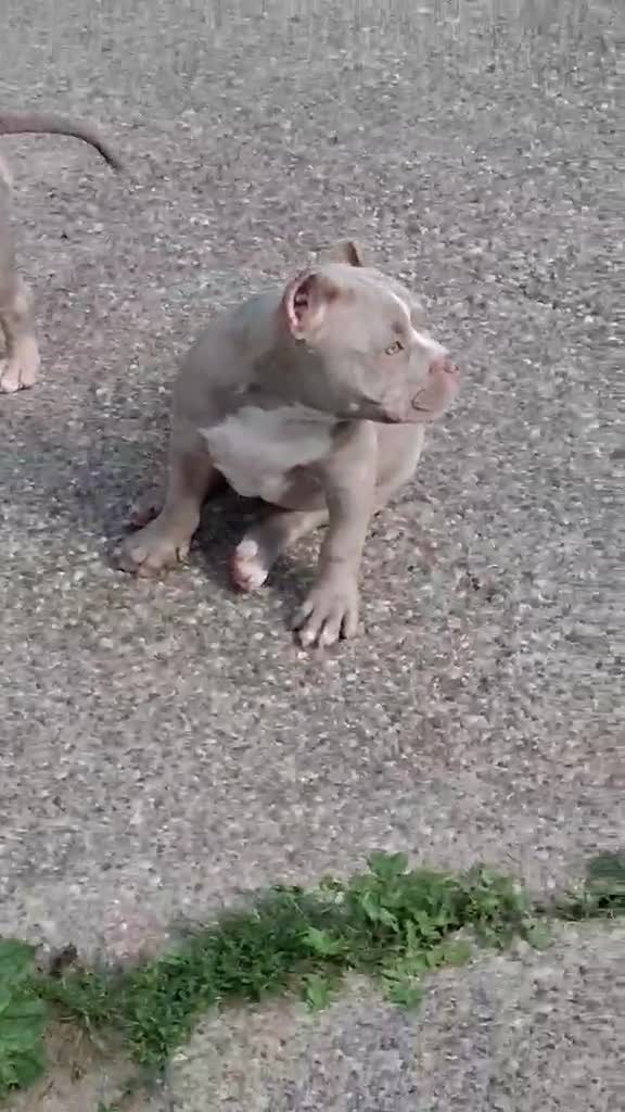 American Bully dogs for sale: Tootie - Video 2