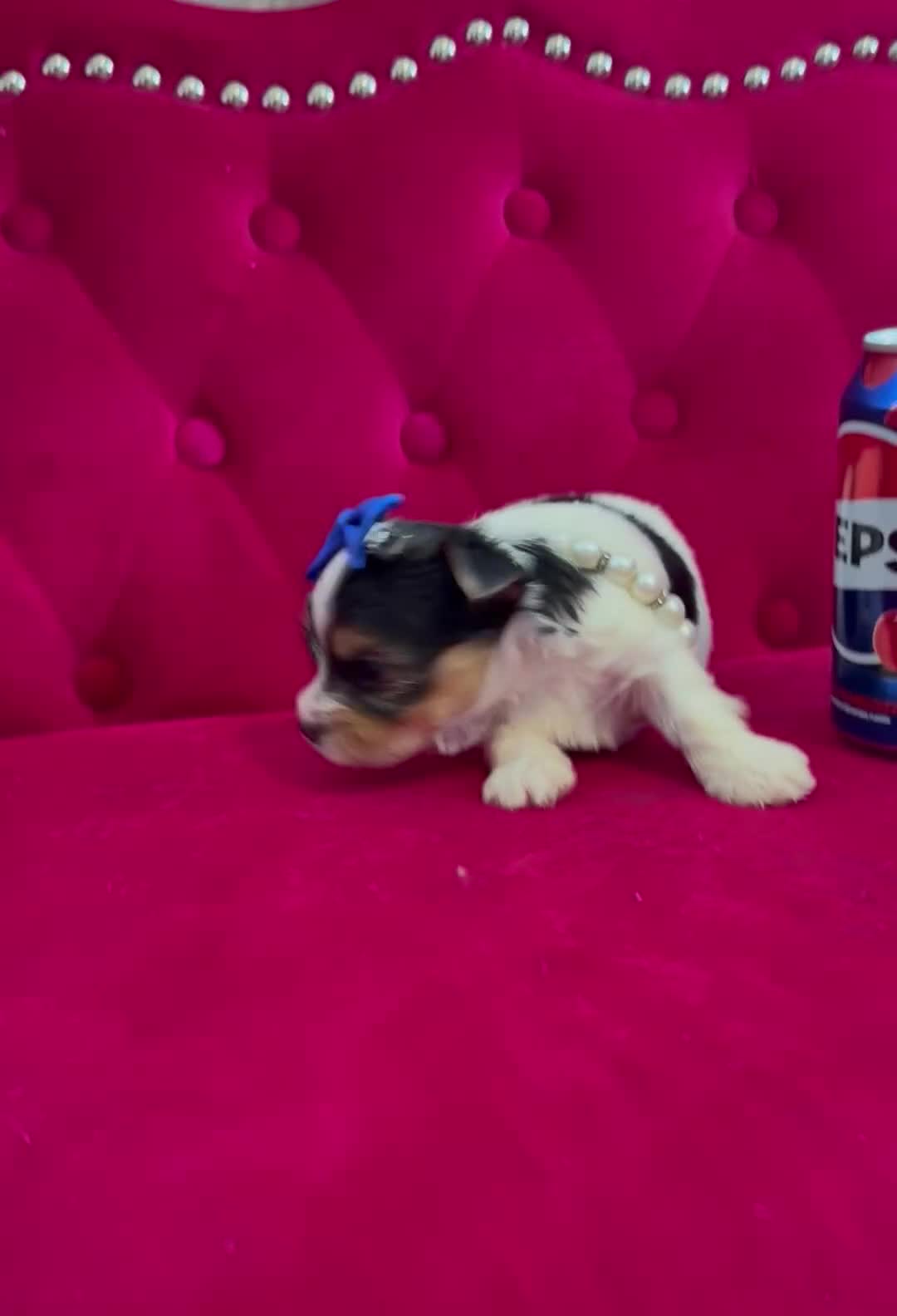 Yorkshire Terrier dogs for sale: Banana  - Video 2