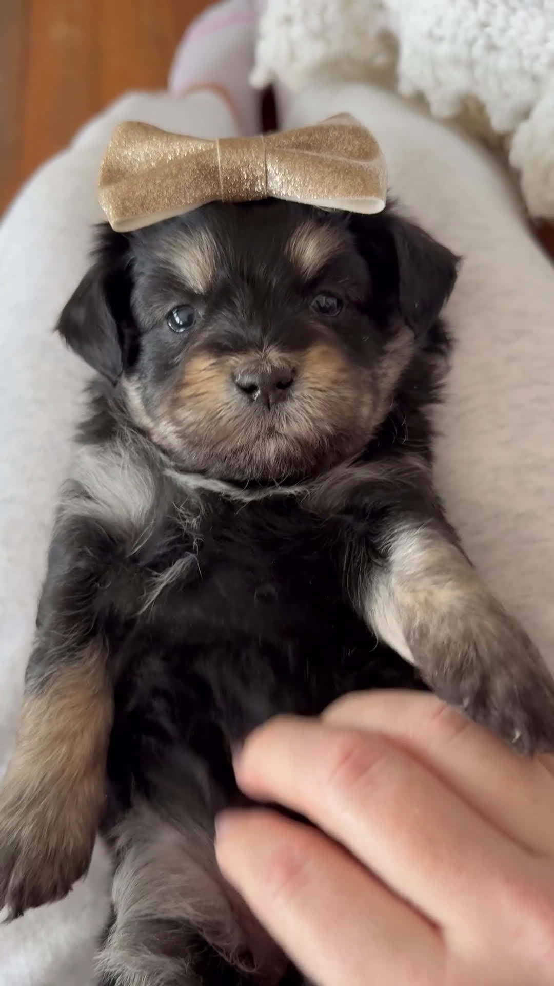 Mini Aussiedoodle dogs for sale: Jade - Video 4