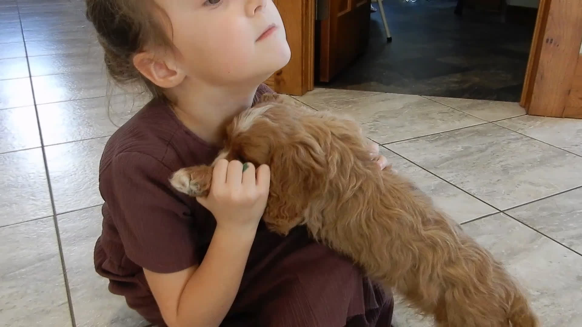 Cavapoo dogs for sale: Taylor - Video 1