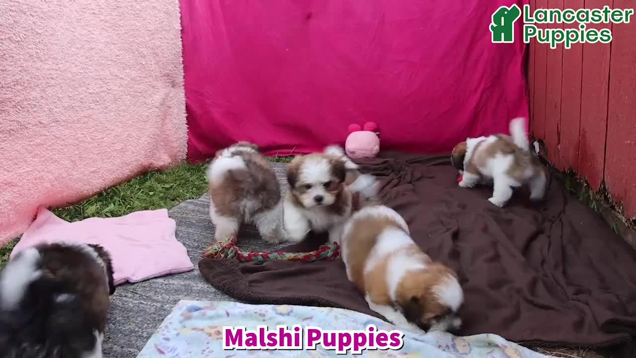 Malshi dogs for sale: Sailor - Video 1
