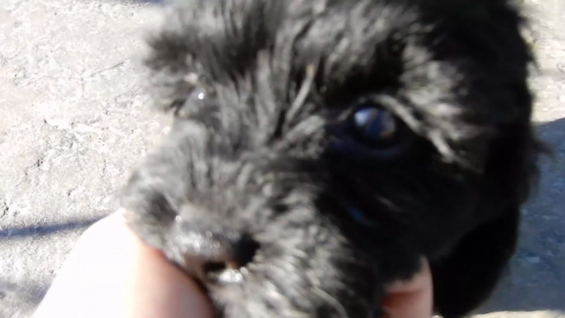 Cockapoo dogs for sale: Skye - Video 2