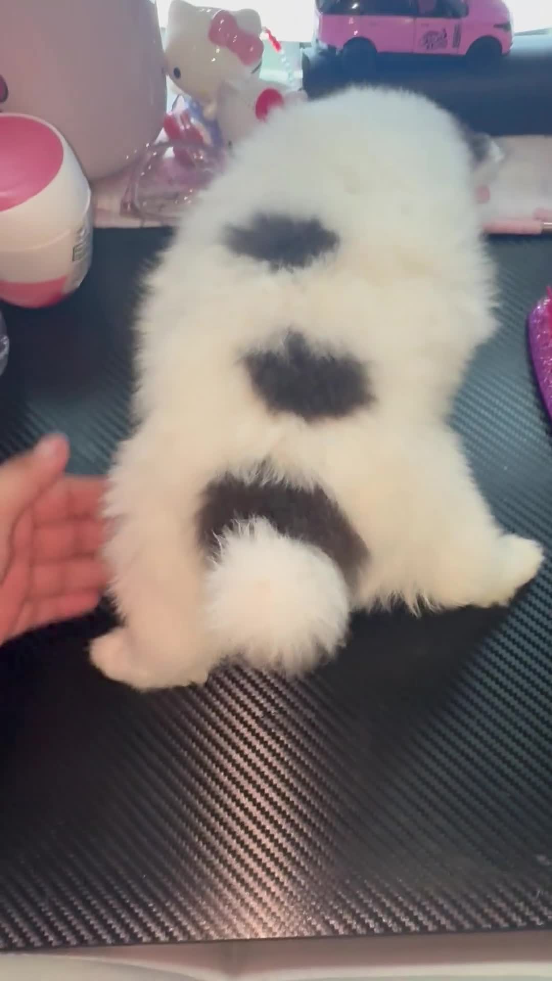 Pomeranian dogs for sale: Pomeranian 4 - Video 2
