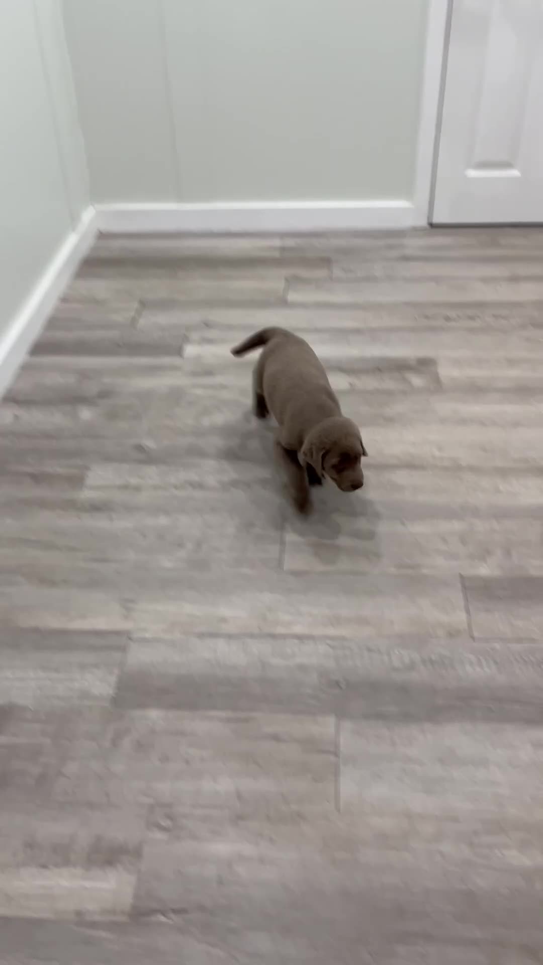 Labrador Retriever dogs for sale: Sydney - Video 1