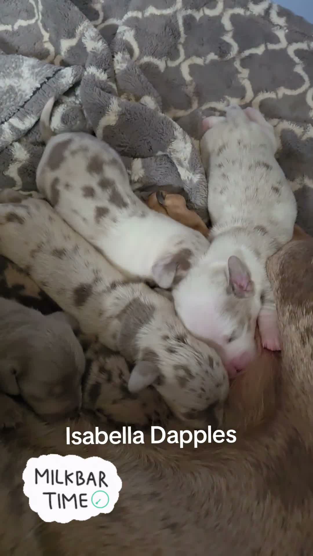 Miniature Dachshund dogs for sale: Miniature Dachshund Max - Video 4
