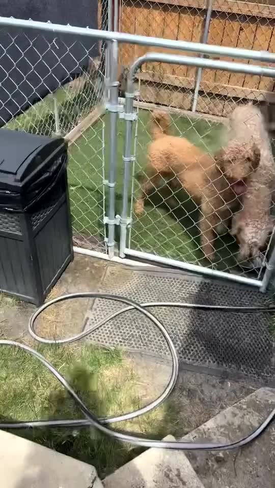 Goldendoodle dogs for sale: Goldendoodle 2 - Video 2