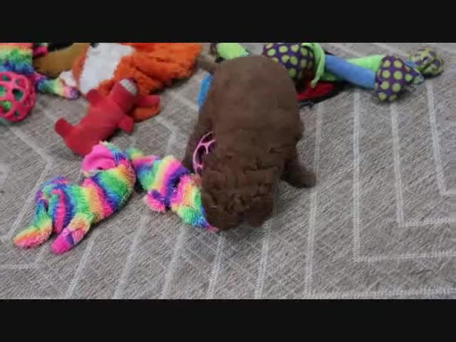 Mini Goldendoodle dogs for sale: Arnold - Video 4