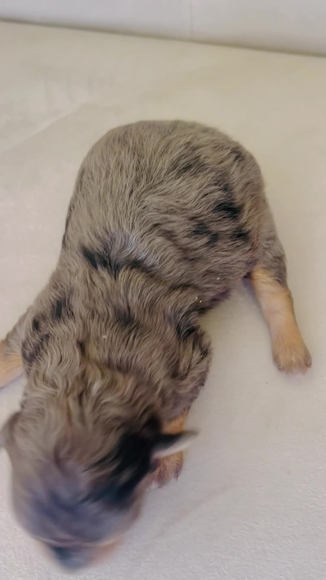 Bernedoodle dogs for sale: Triton ❤️ micro mini blue merle bernedoodle  - Video 1