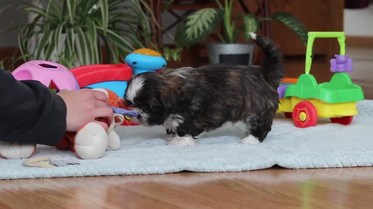 Shih Tzu dogs for sale: Carlson - Video 2