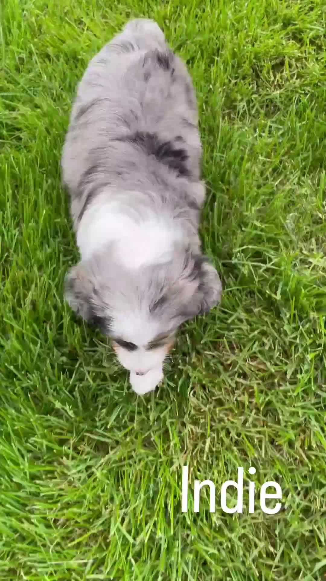 Mini Aussiedoodle dogs for sale: Indie - Video 1