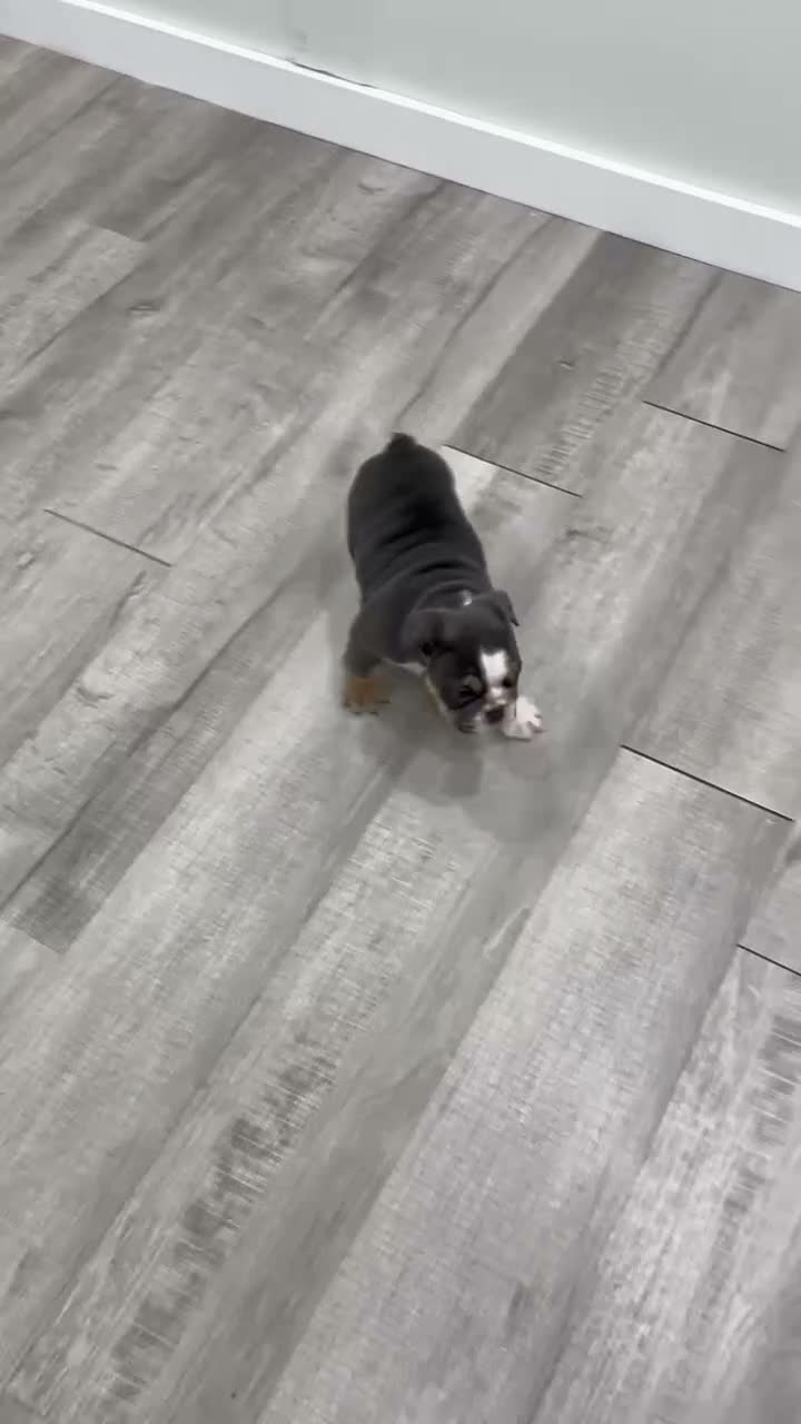 English Bulldog dogs for sale: Margaret - Video 1