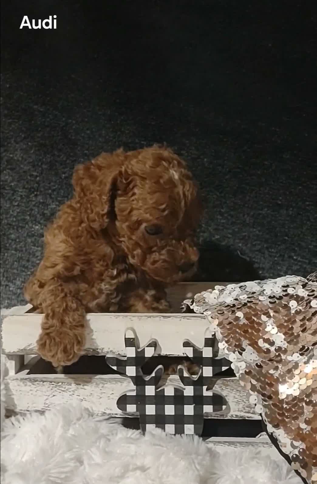 Cavapoo dogs for sale: Cavapoo F1b 3 Audi - Video 1