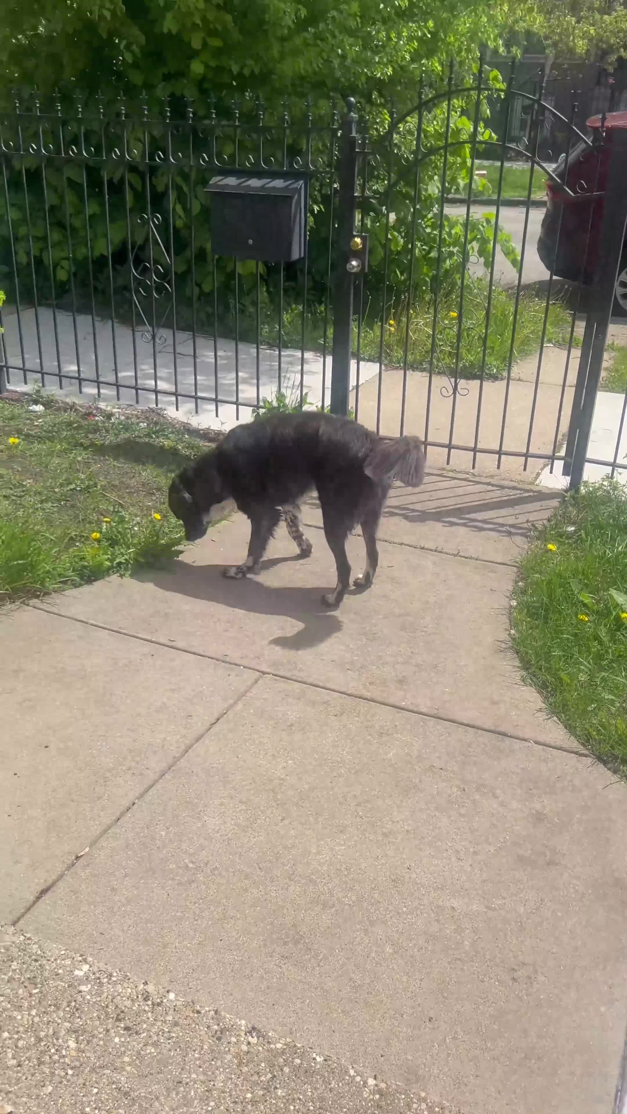 Mixed Breed dogs for sale: Mixed Breed 1 - Video 1