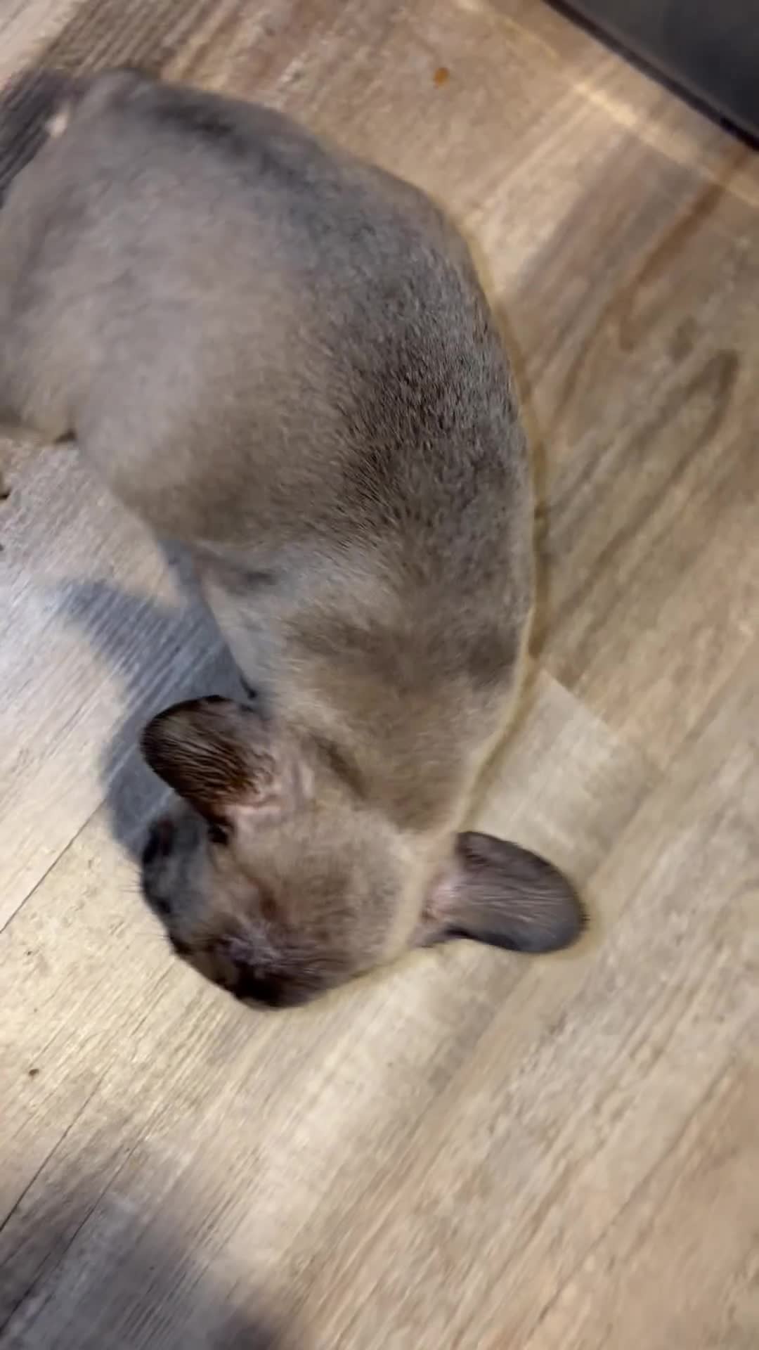 French Bulldog dogs for sale: French Bulldog Puppy 1 - Video 1