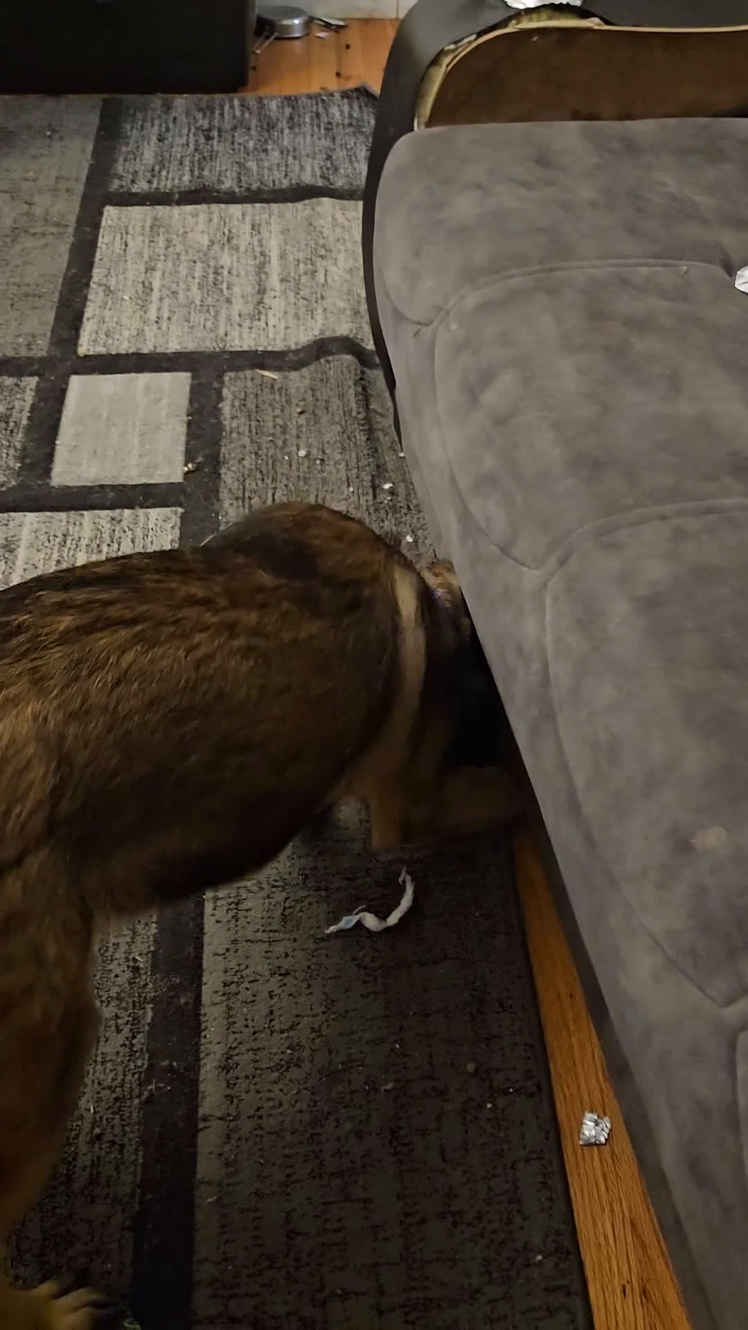 Mixed Breed dogs for sale: Mixed Breed Puppy 1 - Video 1