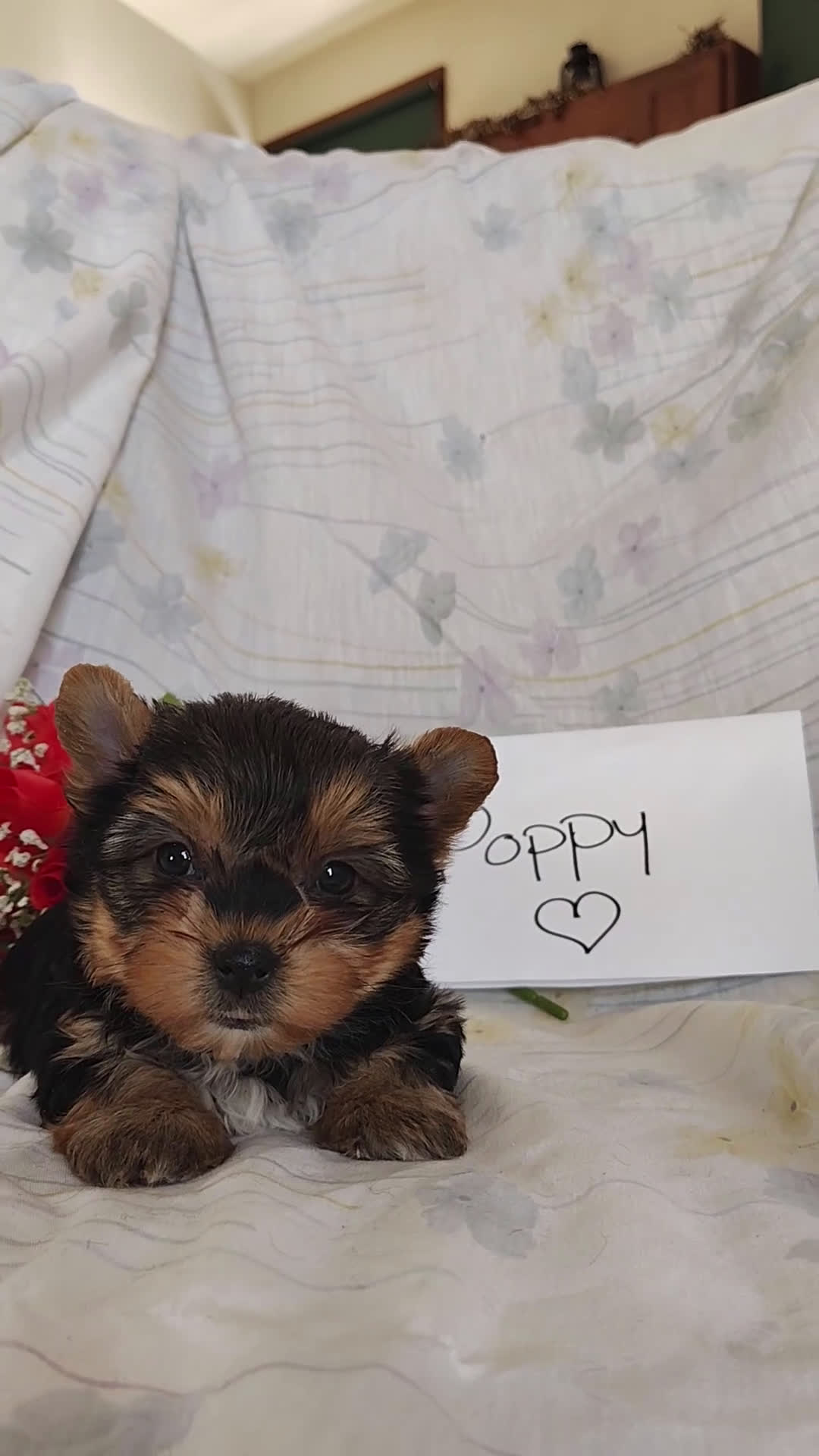 Yorkshire Terrier dogs for sale: Miss Poppy - Video 1
