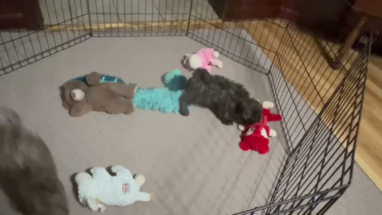 Shihpoo dogs for sale: Shihpoo 5 (Shih Tzu / Poodle) - Video 1