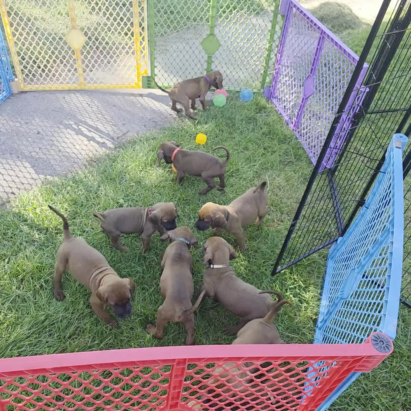 Redbone Coonhound dogs for sale: Redbone Coonhound 9(black) - Video 2