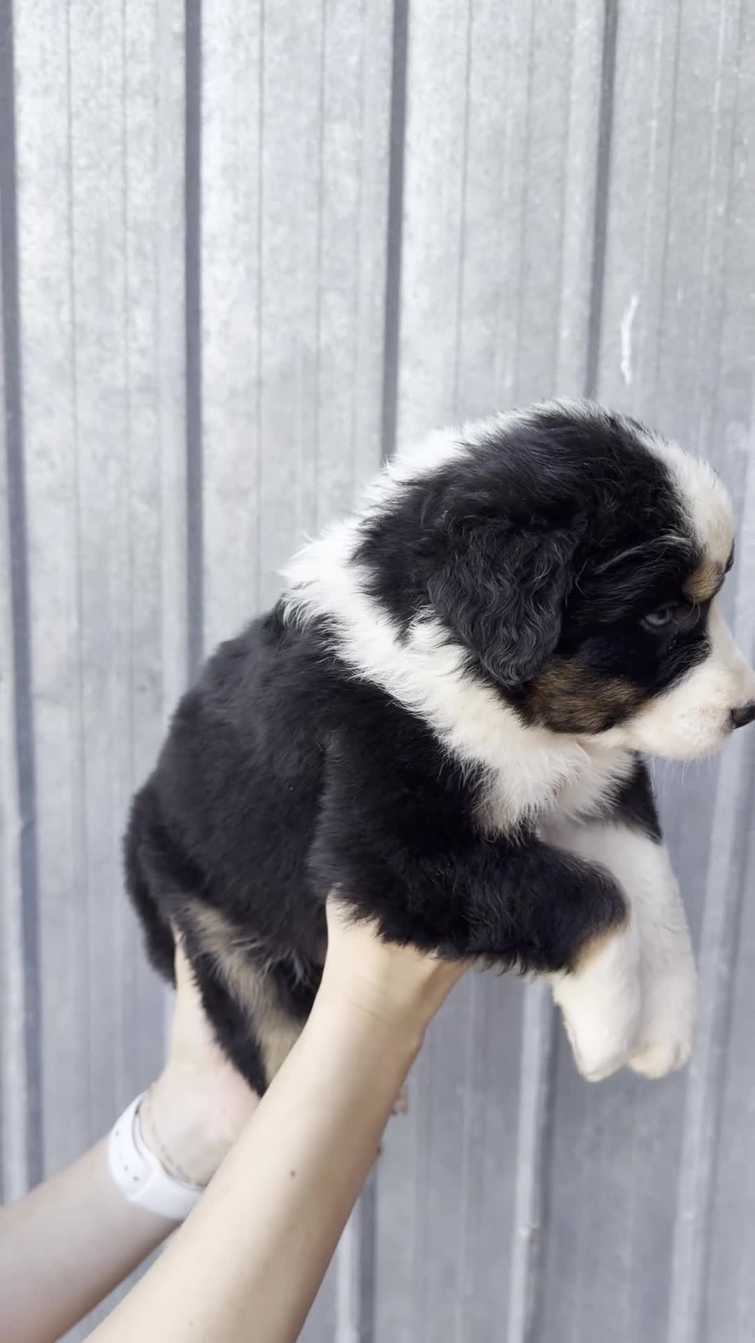 Australian Shepherd dogs for sale: Simon - Video 1