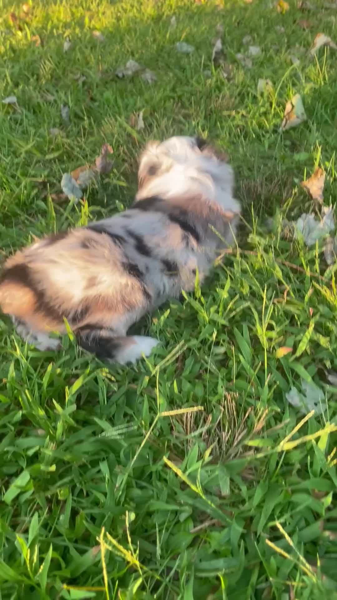 Miniature Australian Shepherd dogs for sale: Miniature Australian Shepherd 2 - Video 1