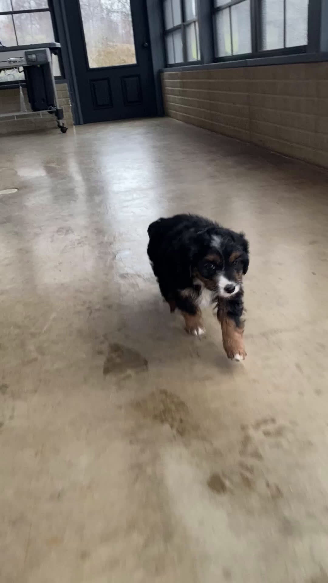 Aussiedoodle dogs for sale: Bella - Video 8