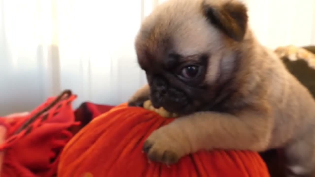 Pug dogs for sale: Pug 2 Trigger - Video 1