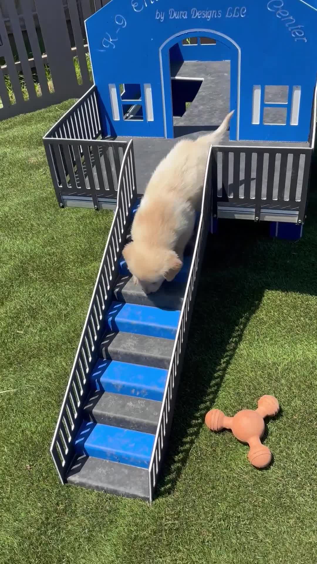 Golden Retriever dogs for sale:  Paul - Video 1