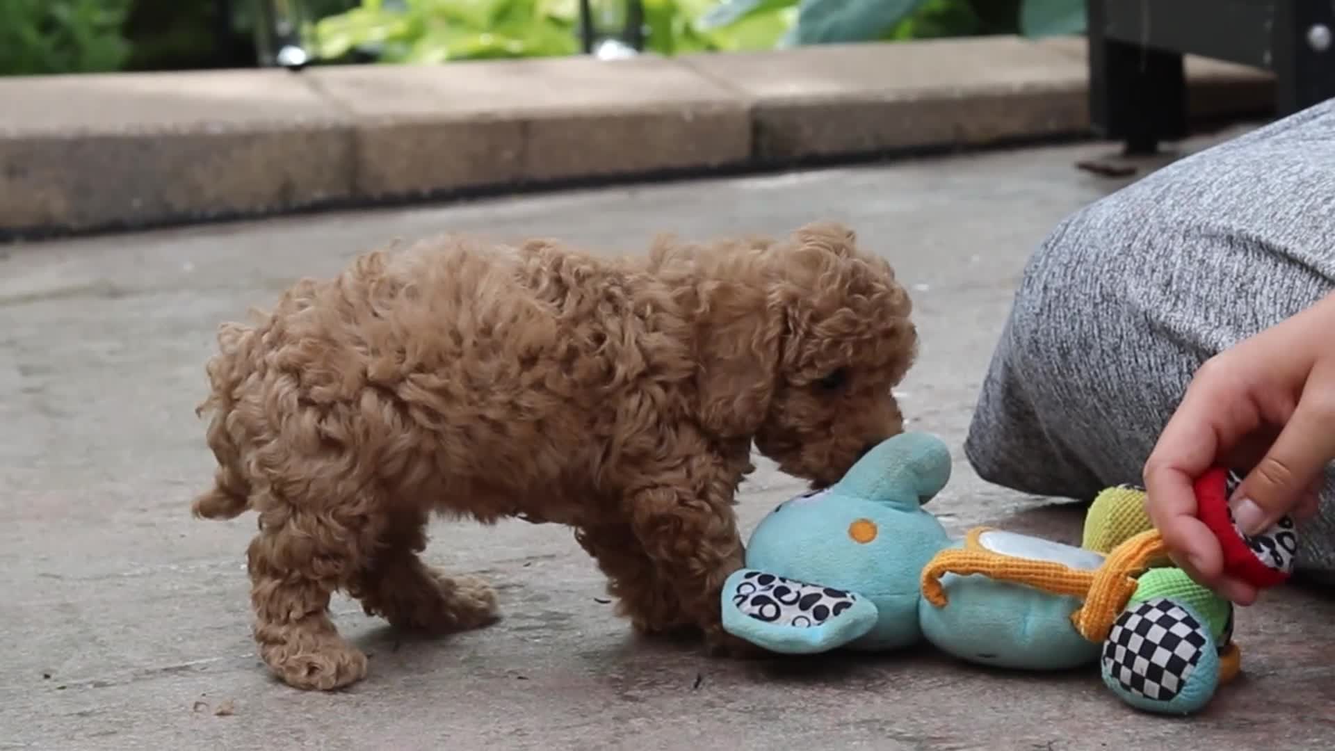 Maltipoo dogs for sale: Lottie - Video 1