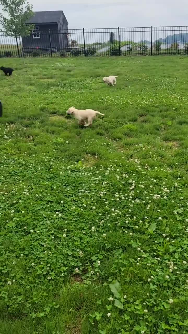 Labrador Retriever dogs for sale: Ginger  - Video 3