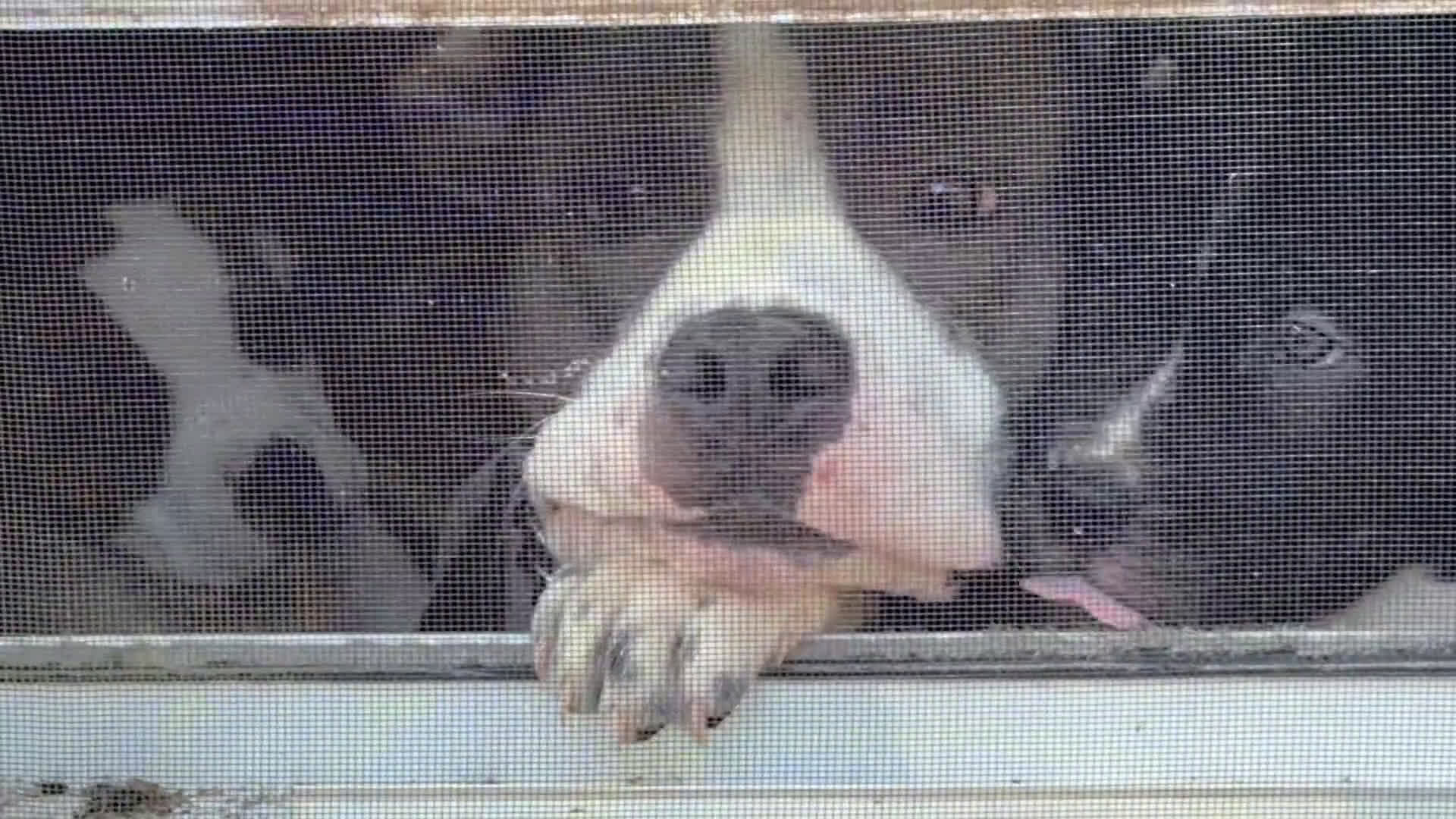 Mixed Breed dogs for sale: Mixed Breed Puppy 7 - Video 2