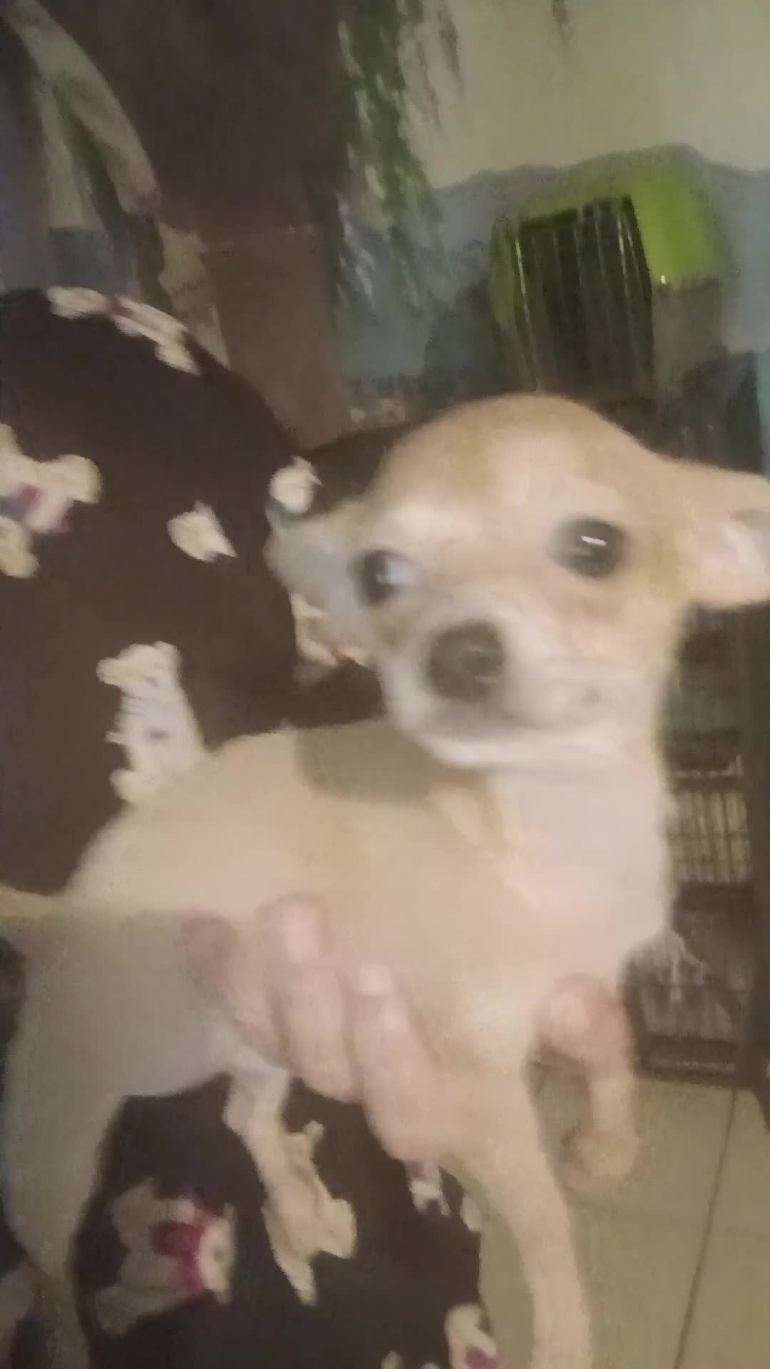 Chihuahua dogs for sale: Hand Delivery. Teacup applehead female - Video 1
