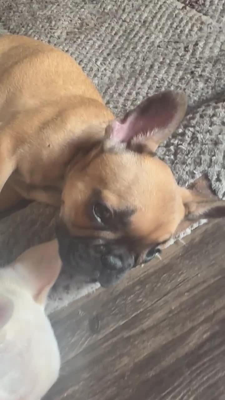 French Bulldog dogs for sale: SNOW WHITE - BEAUTY in CALI, USA DELIVERY & FINANCING OPTIONS! - Video 4