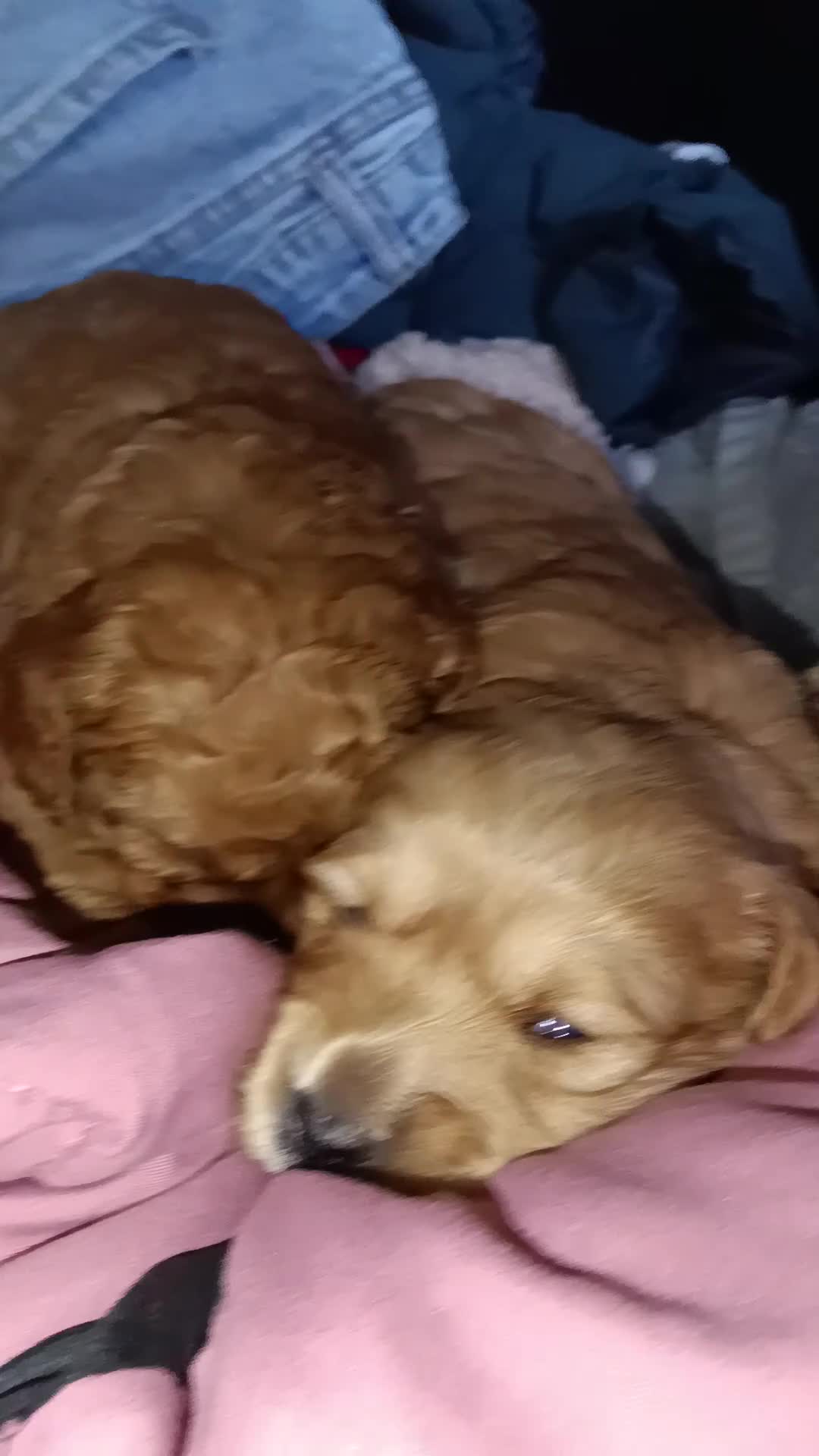 Miniature Labradoodle dogs for sale: Miniature Labradoodle Puppy 2 - Video 2