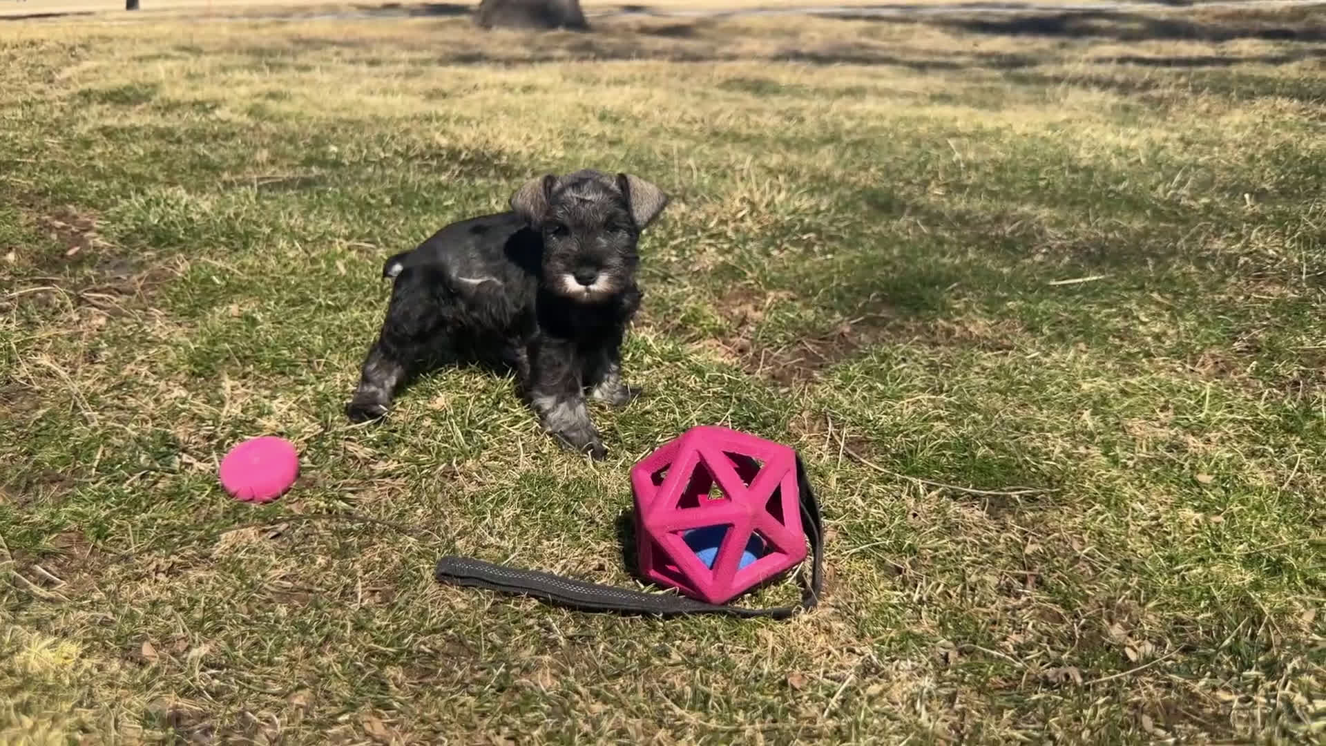 Miniature Schnauzer dogs for sale: Rufus | Miniature Schnauzer  - Video 1