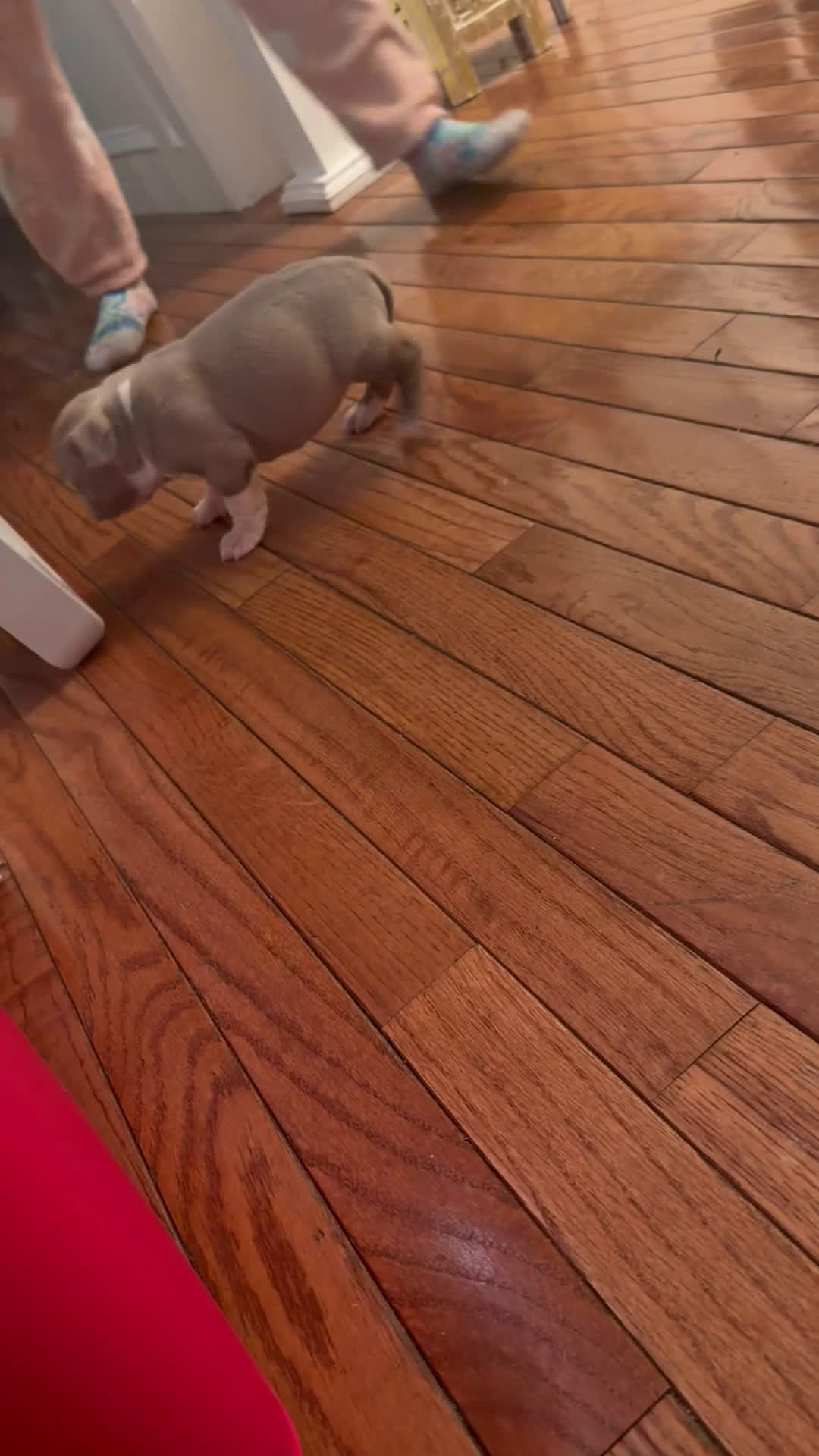 American Bully dogs for sale: American Bully Puppy 4 - Video 1