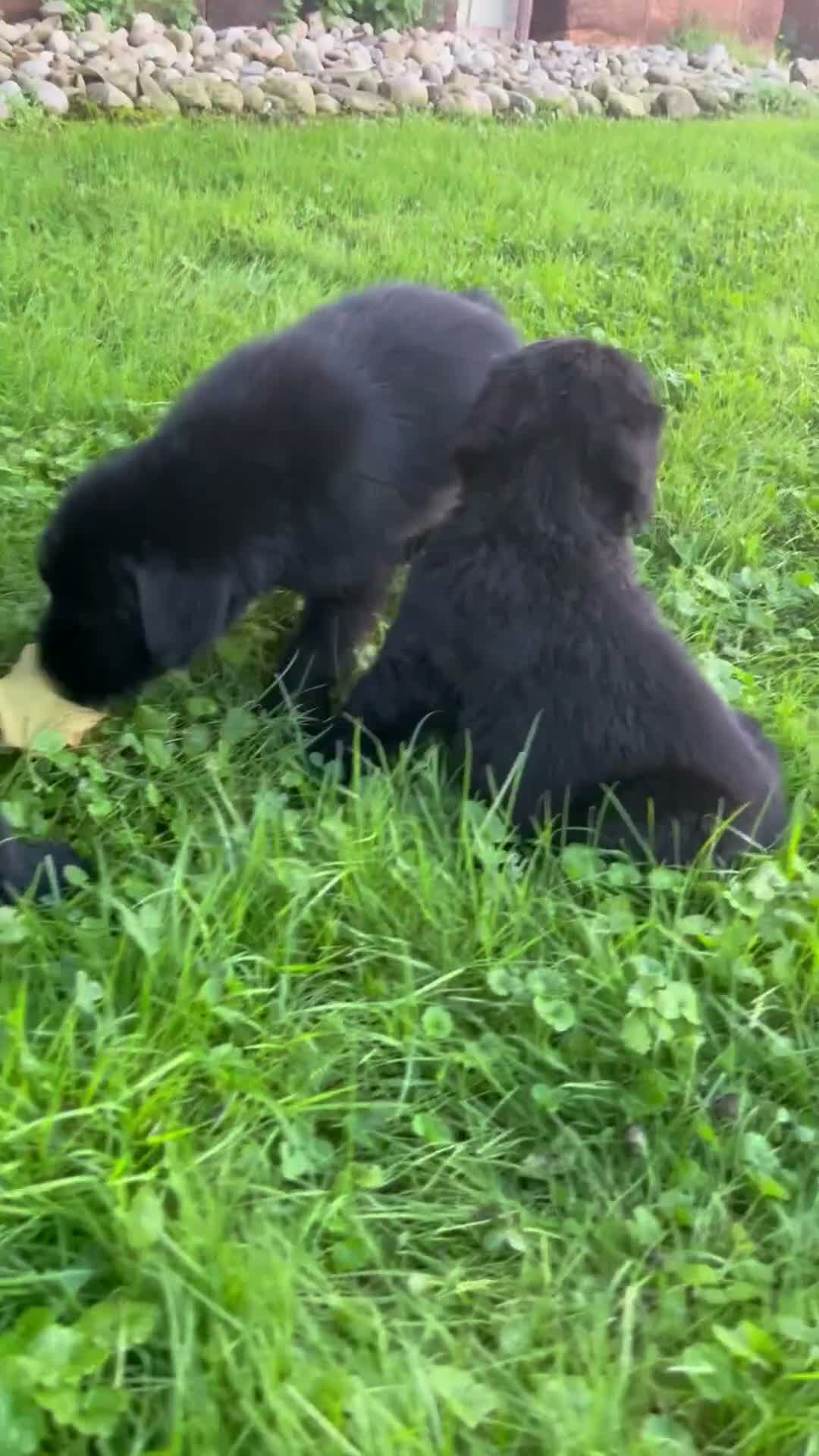 Giant Schnauzer dogs for sale: Renae - Video 2