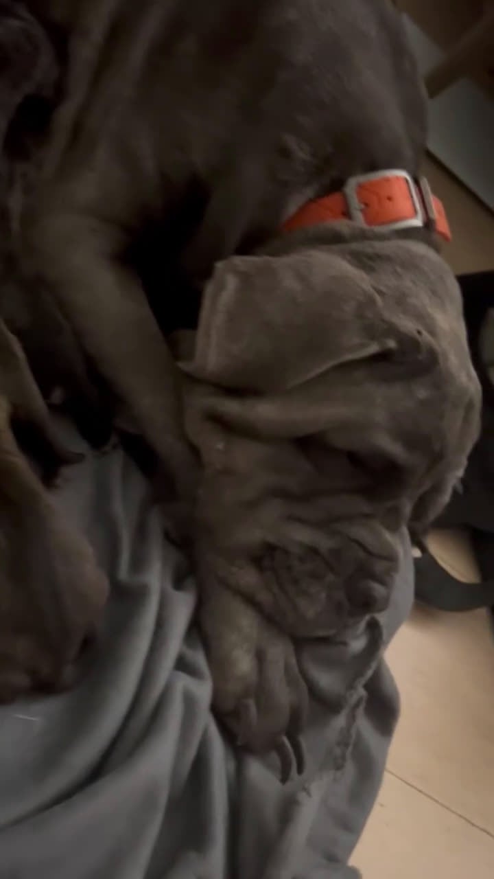 Cane Corso dogs for sale: Cane Corso Puppy 3 - Video 2