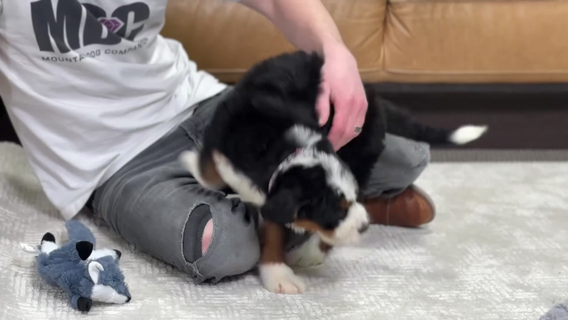 Bernese Mountain Dog dogs for sale: Sasha - Video 1