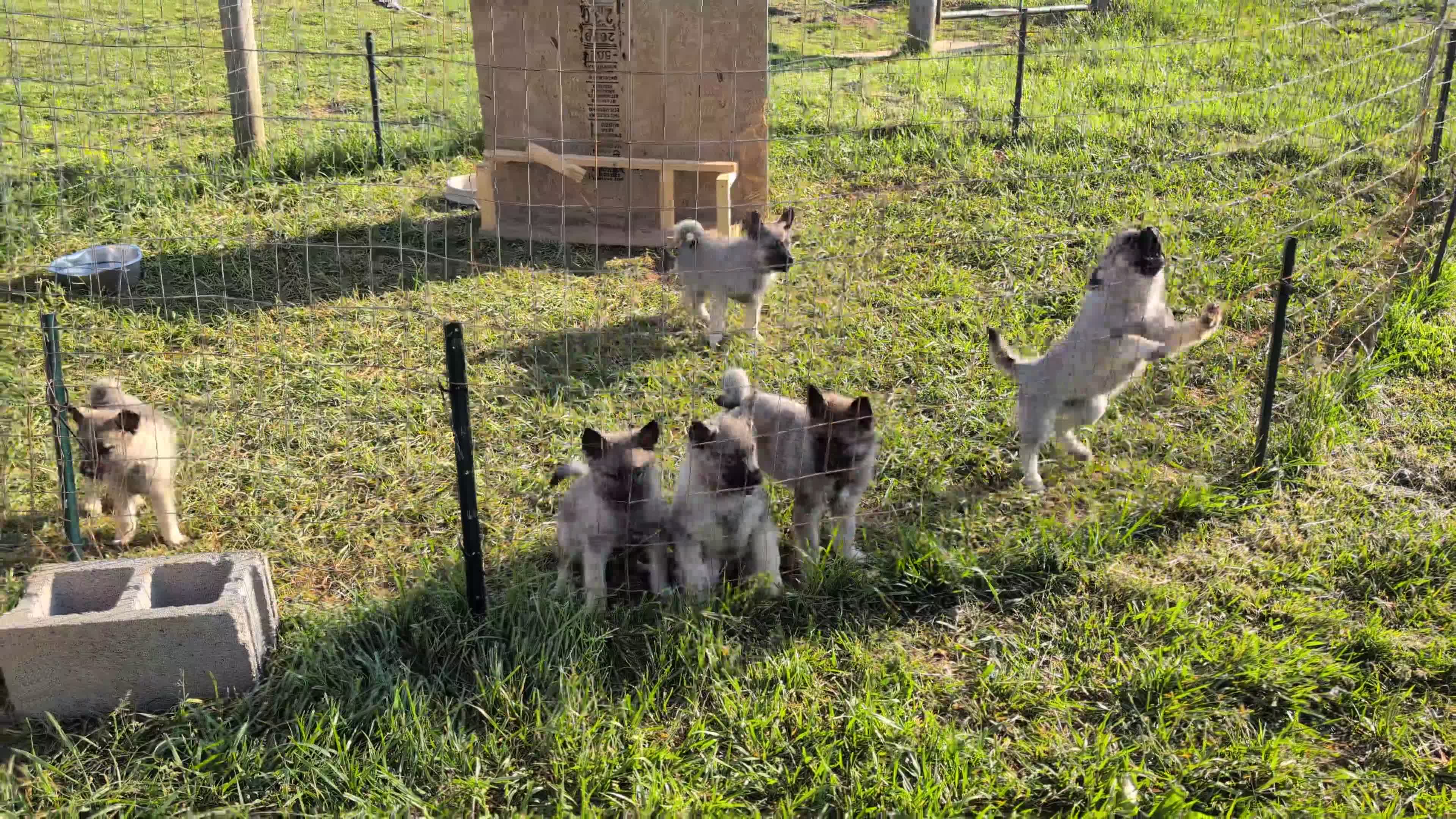 Norwegian Elkhound dogs for sale: Mr. Blue - Video 3