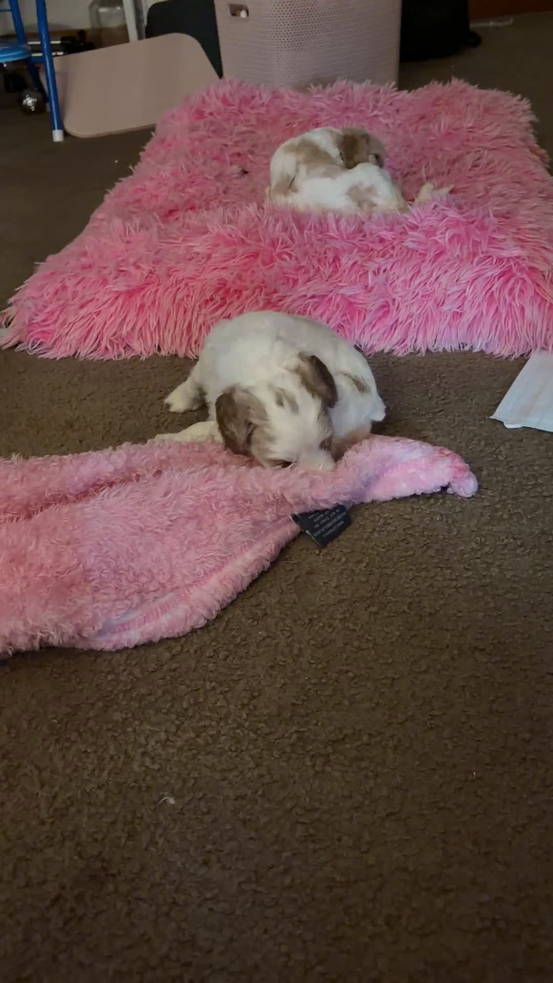 Mixed Breed dogs for sale: Buster - Video 3