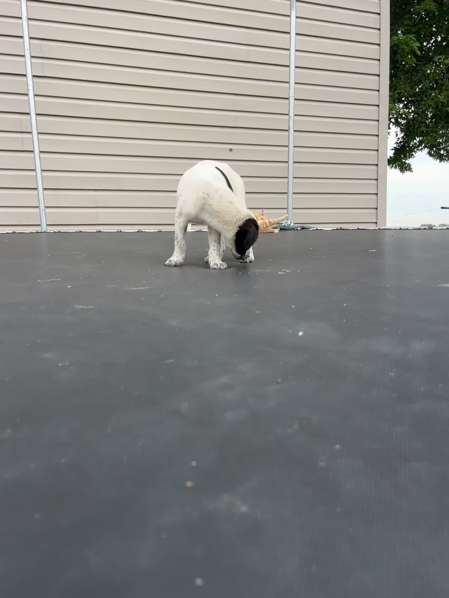 Mixed Breed dogs for sale: Mixed Breed 6 - Video 1