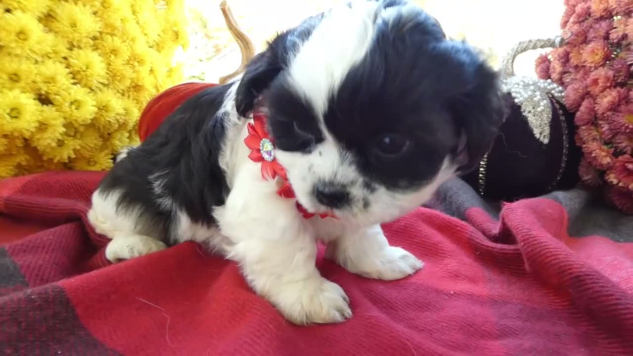 Shih Tzu dogs for sale: Shih Tzu 2 Darson - Video 1