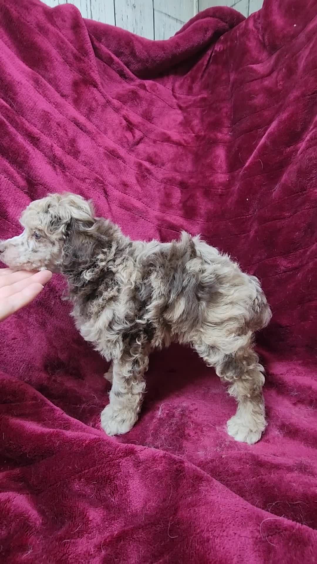 Miniature Poodle dogs for sale: AkC Cream Boy - Video 1