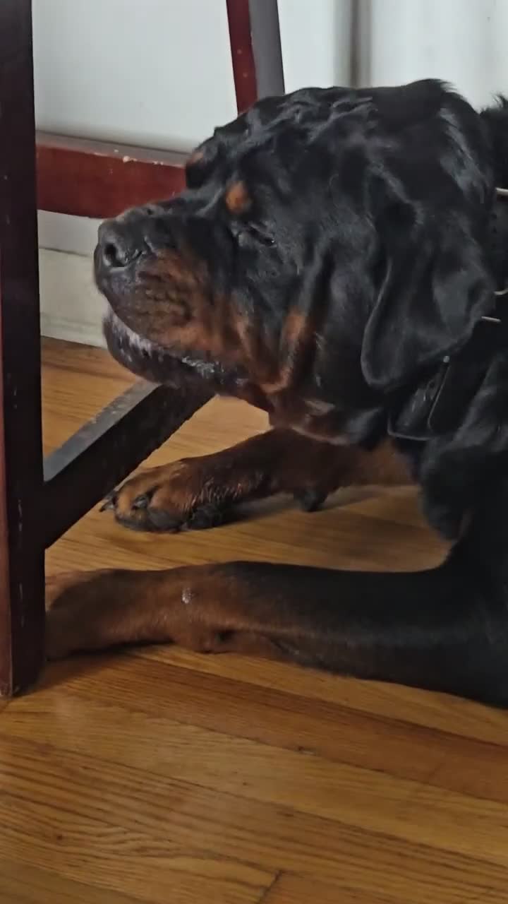 Rottweiler dogs for stud: Akc pedigree Stud - Video 1