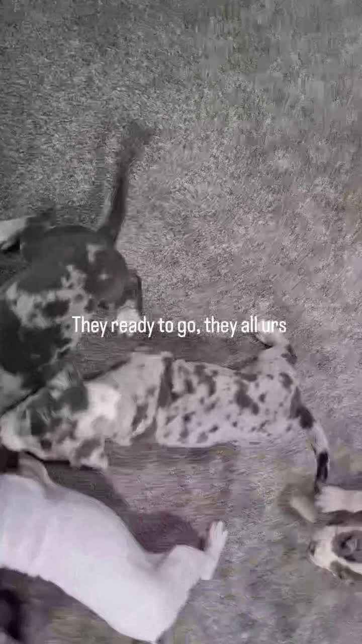 American Bully dogs for sale: American Bully Puppy 6 - Video 2